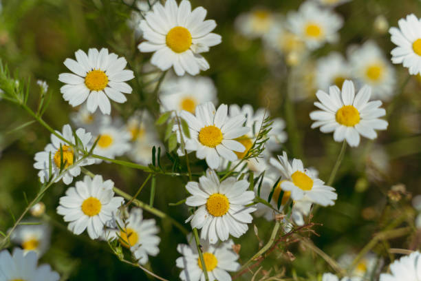 istock Chamomile. Chamomile grows in the field. Close-up. 1345540359