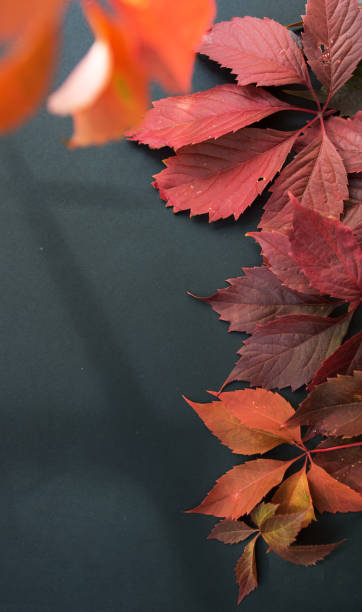 istock red autumn leaves on a dark background 1345540463