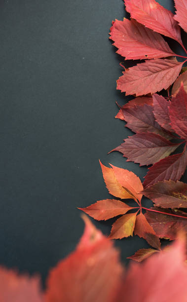 istock red autumn leaves on a dark background 1345540476