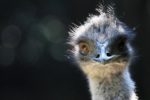 The emu (Dromaius novaehollandiae) is the second-largest living bird by height, after its ratite relative, the ostrich.