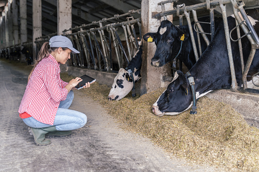 Granja Diario Moderno. Ganadería. Vacas lecheras. Mujer agricultora revisando el ganado en el establo. photo