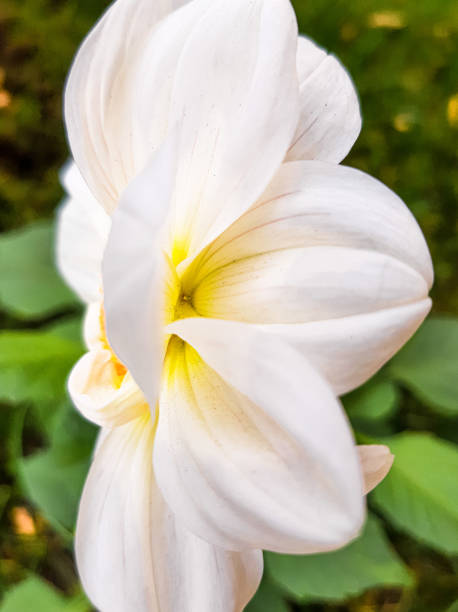 istock White dahlia. White, yellow, green plant color 1345545677