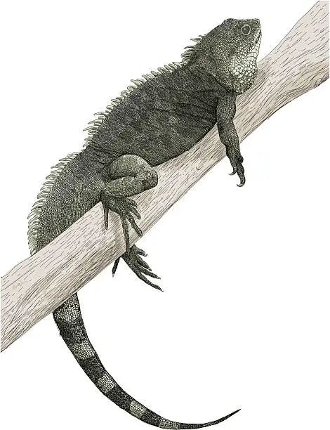 Vector illustration of Lazy Iguana
