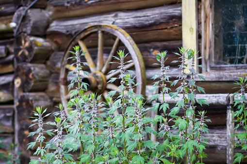 Rustic wheel in front of the wooden wall of the ancient shed. Motherwort plants.