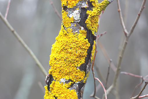 Lichen on tree branch in wild forest