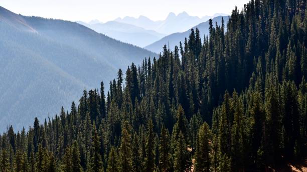 istock Engelmann Spruce in the Mineral Creek Valley 1345546970