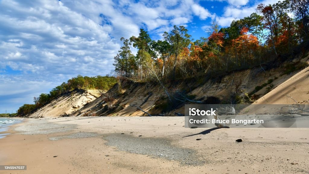 Sassafras in Fall Color on the Indiana Dunes Indiana Stock Photo