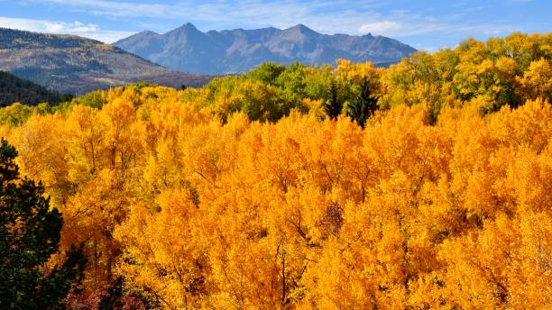 istock Narrowleaf Cottonwood in Fall Regalia 1345547068