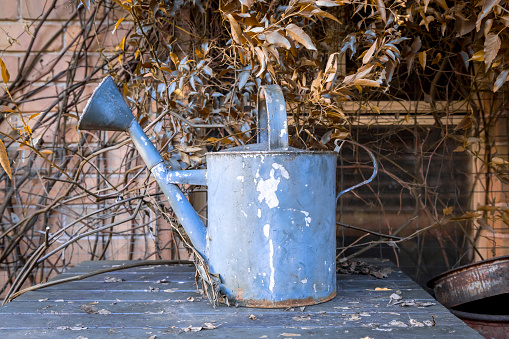 An old watering can on a wooden table surrounded by vines in a domestic garden