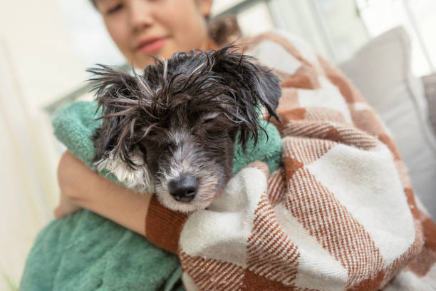 istock Tired chinese crested puppy after a bath 1345548388