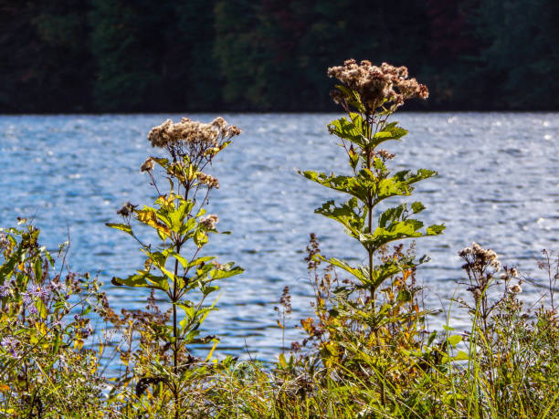 Flowers in front of a lake (Debar Pond)