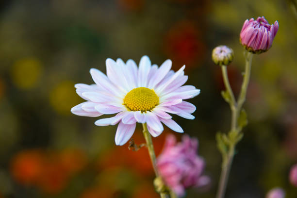 Beautiful white daisy chrysanthemum in autumn nature bright blooming