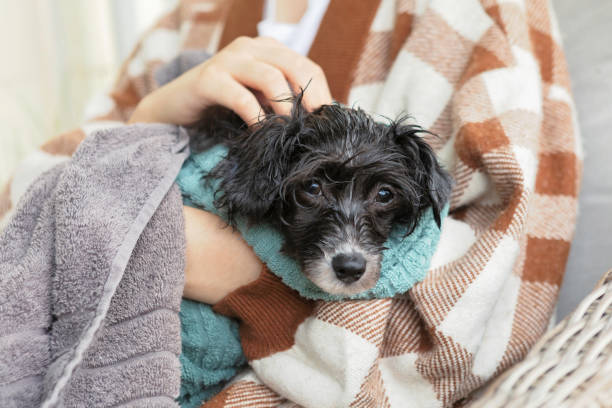 istock Dog wrapped in towels after a bath 1345549701