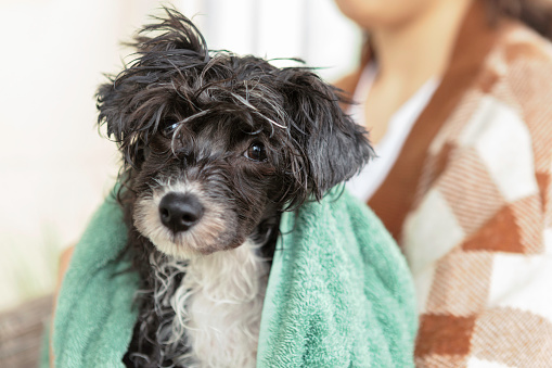 Portrait of a chinese crested powder puff puppy with messy hair after a bath.
