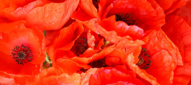 istock Red poppy flowers in sunlight 1345549793