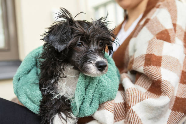Messy Hair Dog Stock Photos, Pictures & Royalty-Free Images - iStock