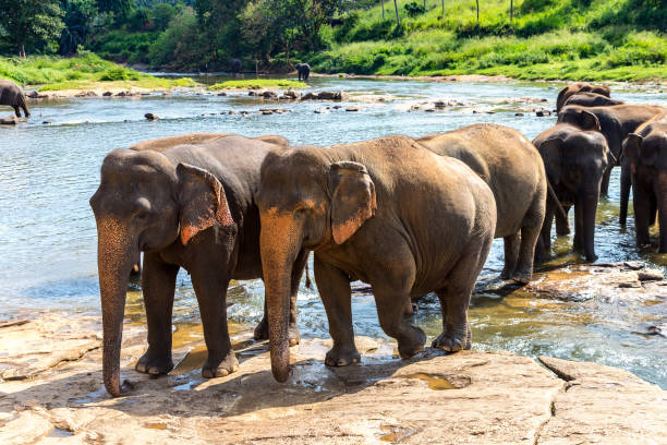 istock Herd of elephants in Sri Lanka 1345549871