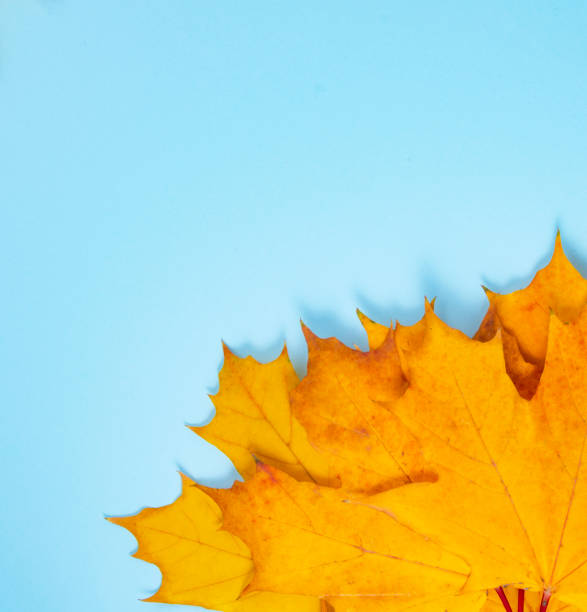 istock Beautiful bright orange autumn leaf on the blue background space for text 1345550724