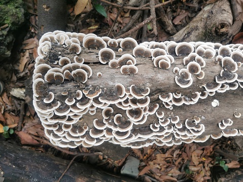 Fungus in the trunk