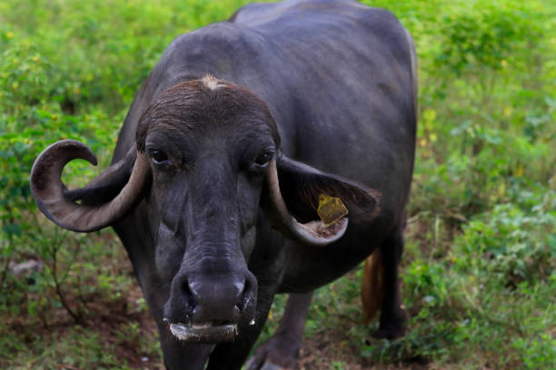 istock Buffalo standing in nature.or chewing. 1345552108