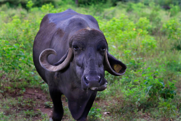 istock Buffalo standing in nature.or chewing. 1345552121