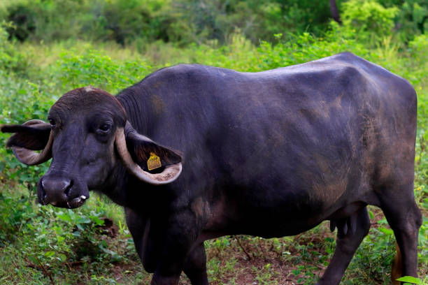 istock Buffalo standing in nature.or chewing. 1345552142