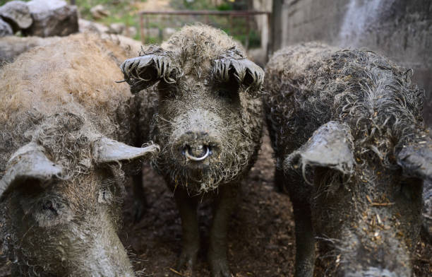 istock Free Range Mangalitsa Pig Outdoors on Organic Farm in Springtime Enjoying in the Mud 1345552146