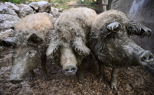 Free Range Mangalitsa Traditional European Pig (Serbia, Hungaria) Outdoors on Organic Farm in Springtime Posing for the Camera