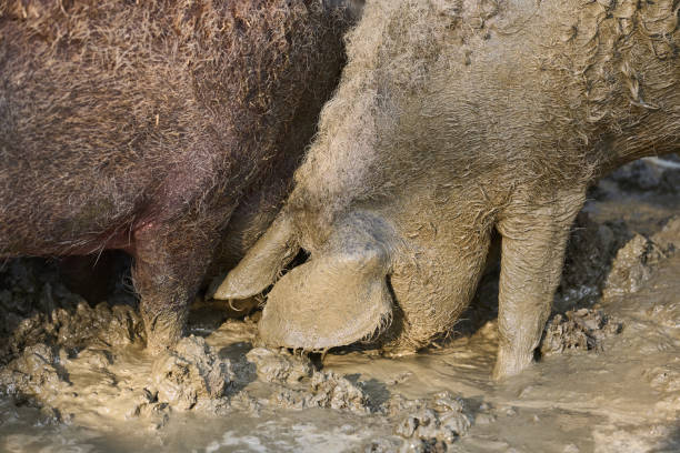 Free Range Mangalitsa Traditional European Pig (Serbia, Hungaria) Outdoors on Organic Farm in Springtime Searching for Food and Rolling in the Mud