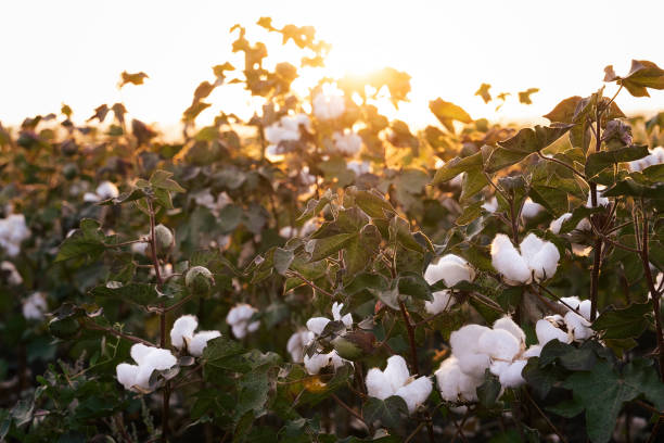 istock Cotton picking season. Field at golden sunset light. 1345553784