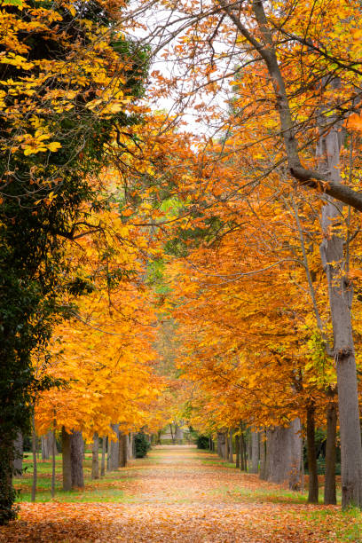 istock Garden path in autumn, surrounded by deciduous trees 1345554396