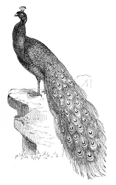 Peacock bird engraving 1899 Naturgeschichte for Die Jungen - Fried Berge, 1899 peacock feather drawing stock illustrations