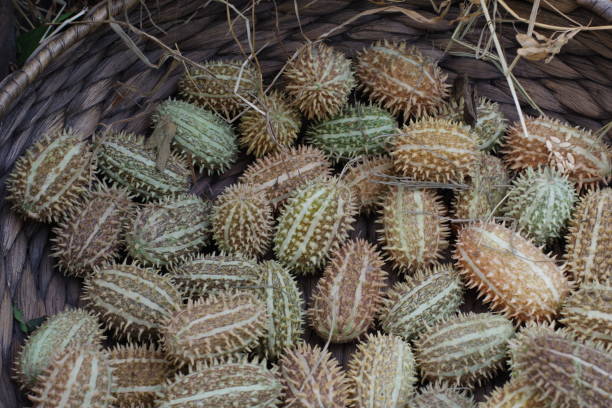 istock African Cucumber (anguria) in wicker basket 1345554864