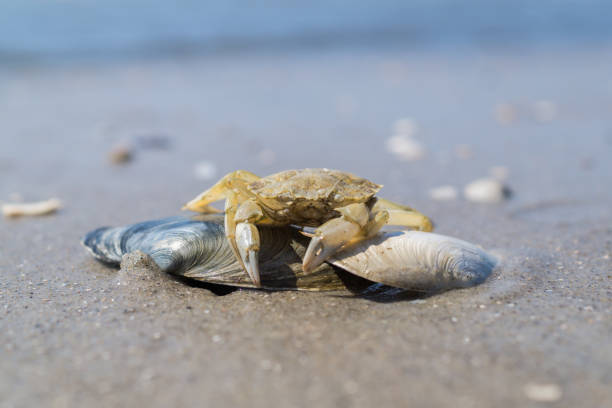 istock Crab on the North Sea on the beach 1345554885