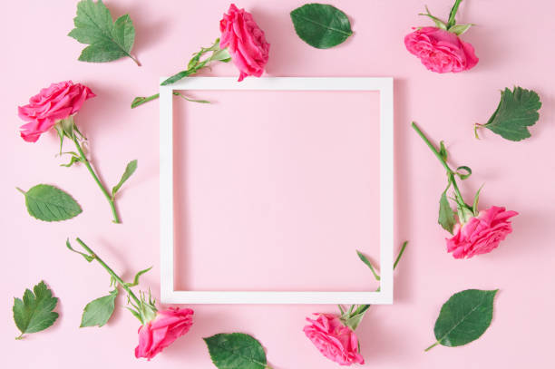 istock White square frame with pink roses on pink background. Minimalistic floral art composition. Copy space 1345555599