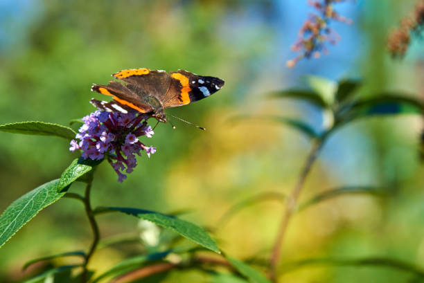 Bright abstract background with a butterfly on a flower. Vanessa atalanta.