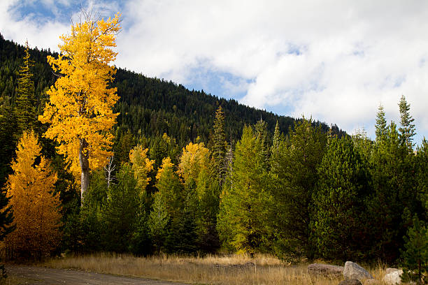 istock Vibrant yellow oak tree in Autumn surrounded by forest 134555762