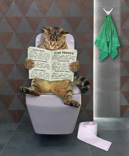 istock Cat reads on square toilet bowl 1345558795