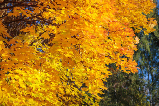 istock Maples with yellow leaves in the autumn park. 1345559646