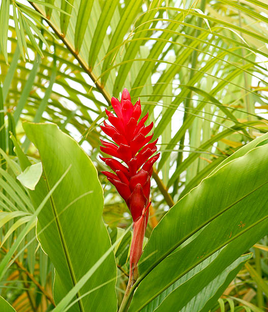 Bromeliad Tropical Flower stock photo