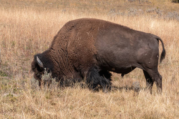 istock Bull Bison Grazing in Autumn 1345561066