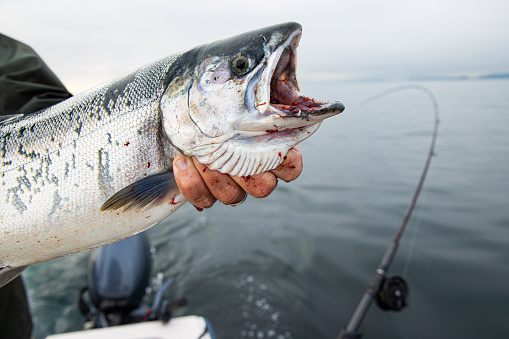 Rear view of man fishing for tuna in the North Atlantic ocean.