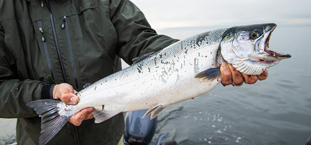 Saltwater, wild Coho Salmon held by fisherman over Puget Sound