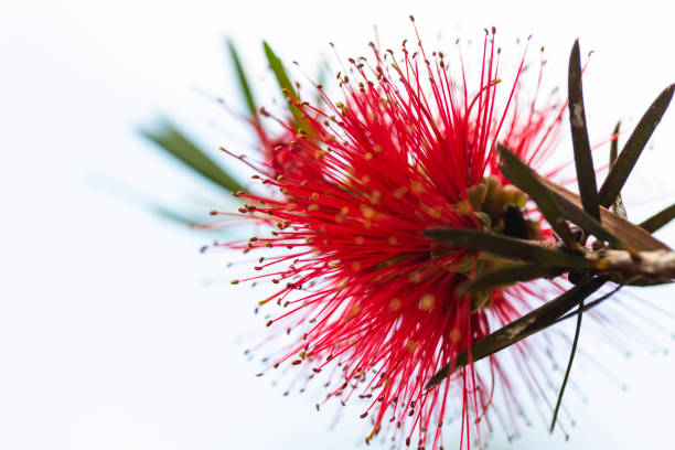 Beautiful Bottlebrush red flower, background with copy space, macro, full frame horizontal composition