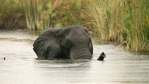 Elephant in Okavamgo Delta. Between the channels of the Okavango delta, an elephant advances in the water using the proboscis like a snorkel serengeti elephant conservation stock pictures, royalty-free photos & images