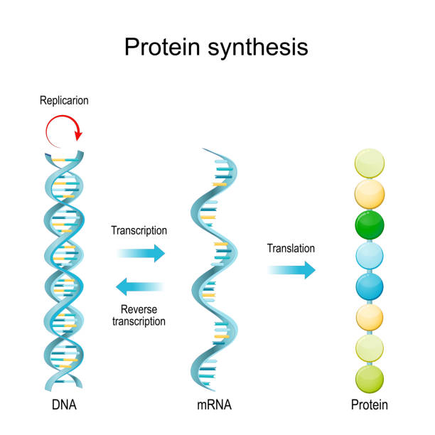 DNA Replication, RNA, mRNA, Protein synthesis, Transcription and translation. DNA Replication, RNA, mRNA, Protein synthesis, Transcription and translation.  Biological functions of DNA. Genes and genomes. Genetic code medical transcription stock illustrations