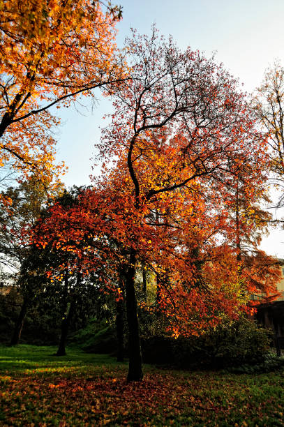 istock A beutiful picture of tree foliage in autumn 1345562823
