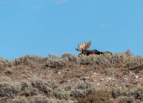istock Bull Moose in Autumn in Wyoming 1345562859