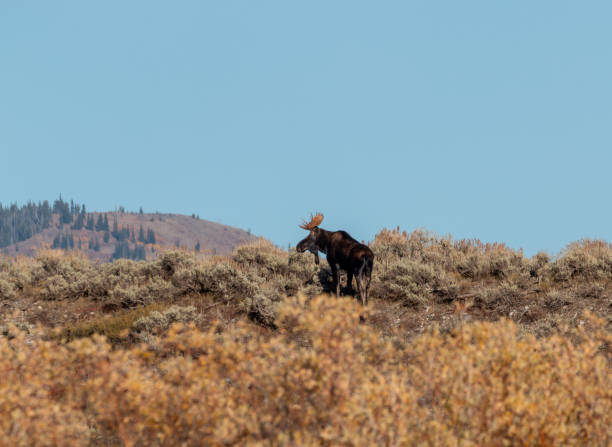 istock Bull Moose in Autumn in Wyoming 1345562879