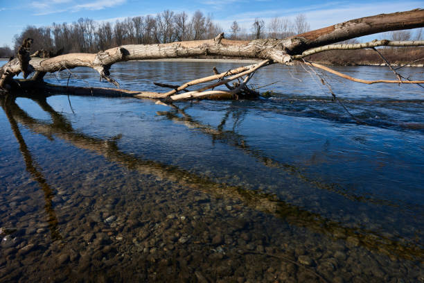 A picture of a fallen tree down in the woods
